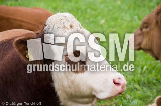 Hausrind (147 von 174).jpg